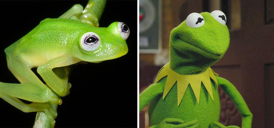 Kermit D. Frog