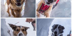 Faces of avalanche rescue dogs