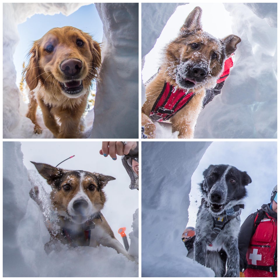 Faces of avalanche rescue dogs