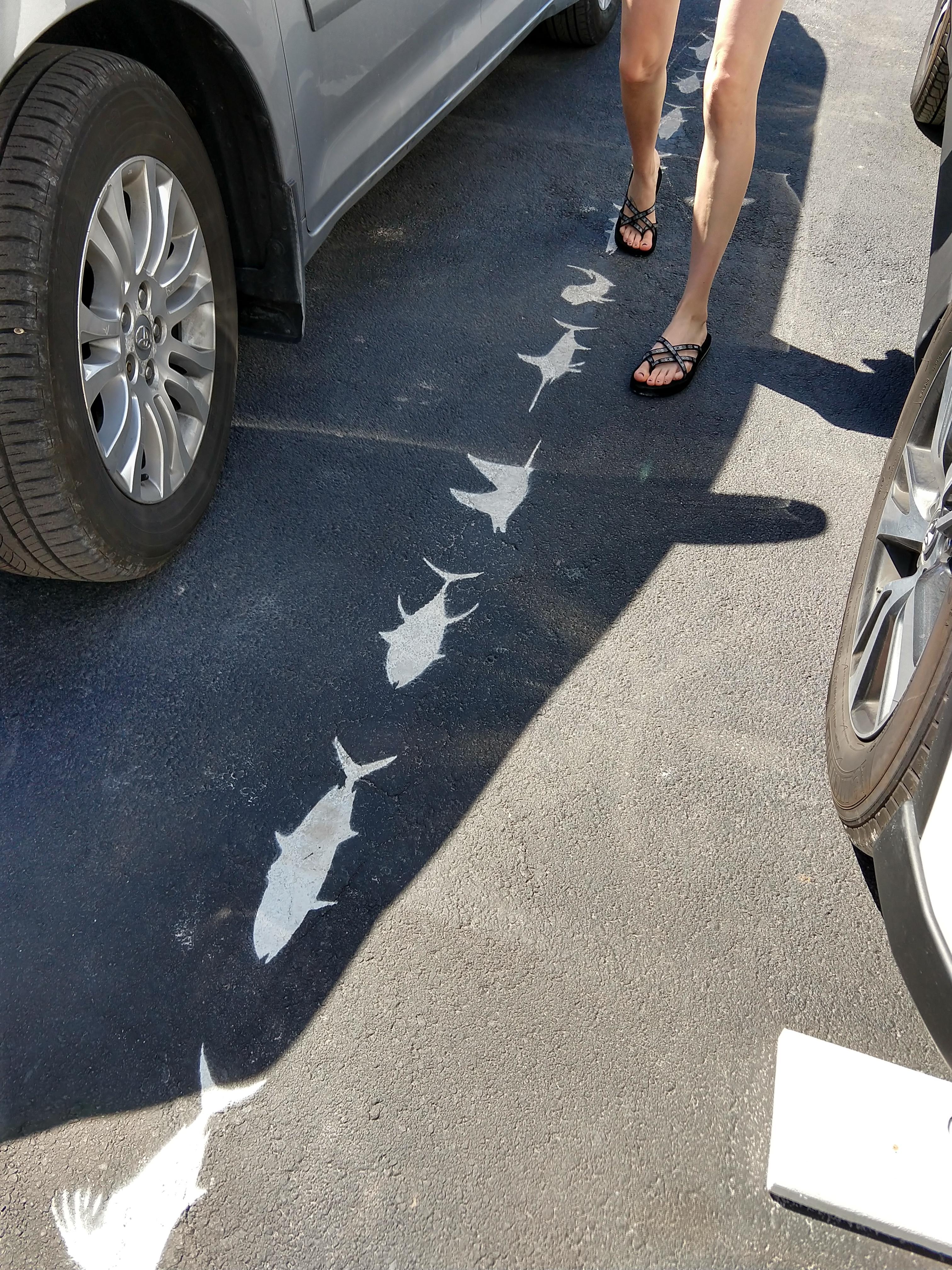 Parking lot lines in the Florida Keys are shaped like fish