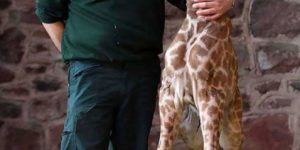 Some people have jobs where they hang out with baby giraffes all day…