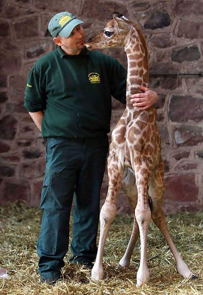 Some people have jobs where they hang out with baby giraffes all day...