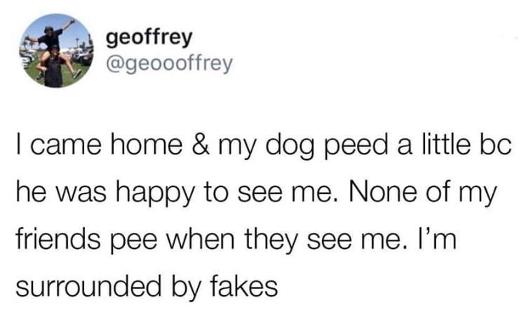 Dogs > People
