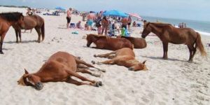 Nice horse family enjoying a trip to the beach