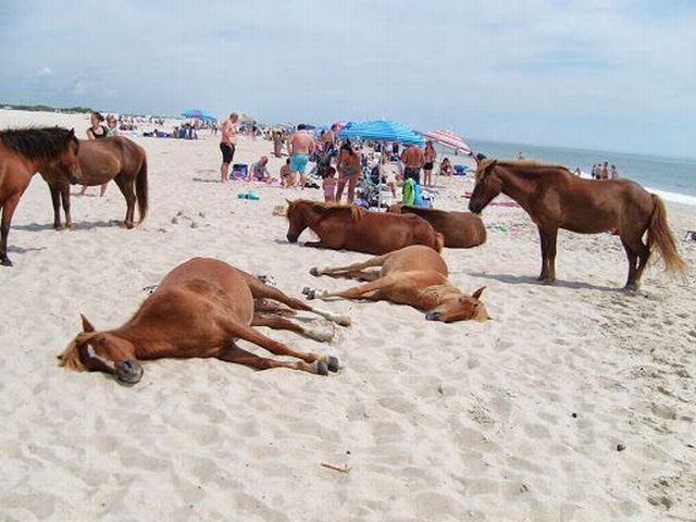Nice horse family enjoying a trip to the beach