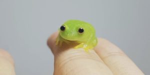 Tiny green frog looks like a gummy treat…