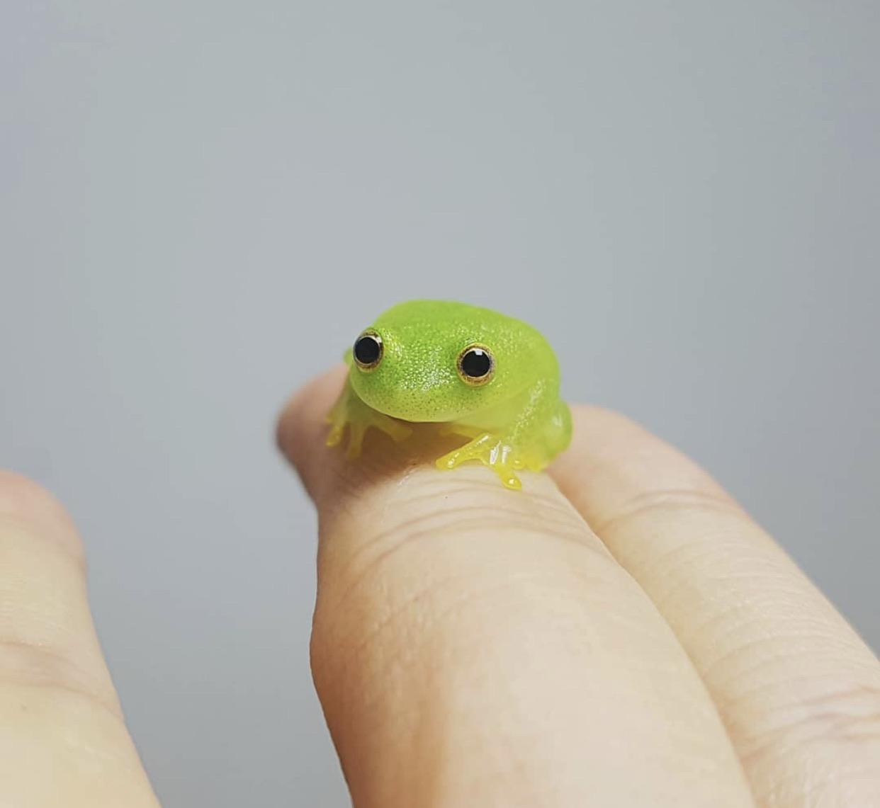 Tiny green frog looks like a gummy treat...