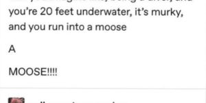 Suddenly moose…