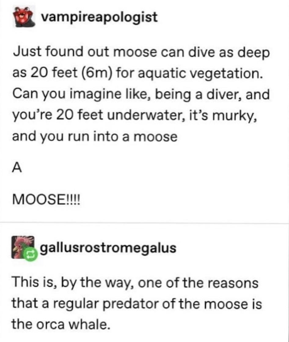 Suddenly moose...