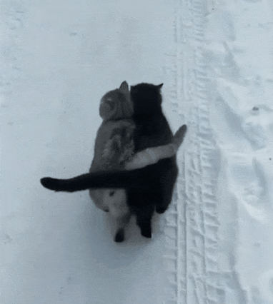 Grey cat helps blind friend stay on path.