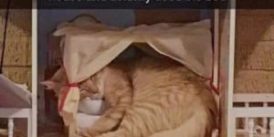 I am the doll now. – Cat, probably