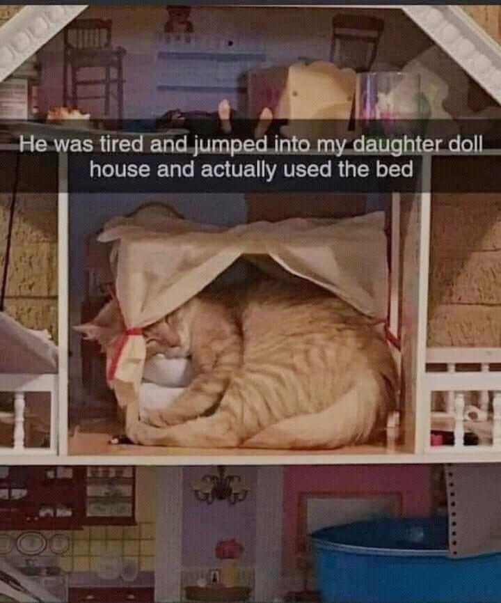 I am the doll now. - Cat, probably