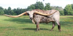 10′ 7” world record Texas Longhorn wingspan.