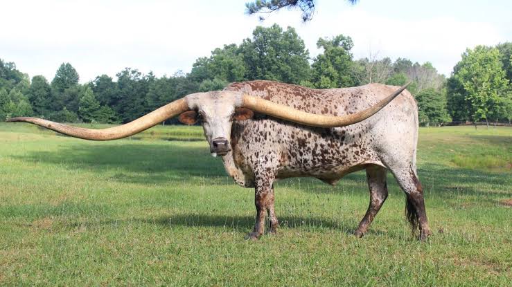 10' 7'' world record Texas Longhorn wingspan.