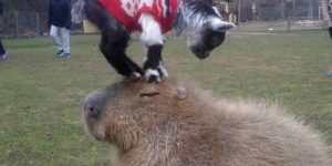 If you give a capybara a goat…