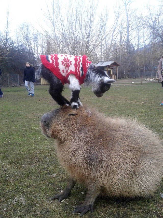 If you give a capybara a goat...