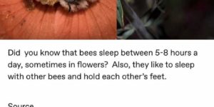 Bees are so freaking cute, BTW.