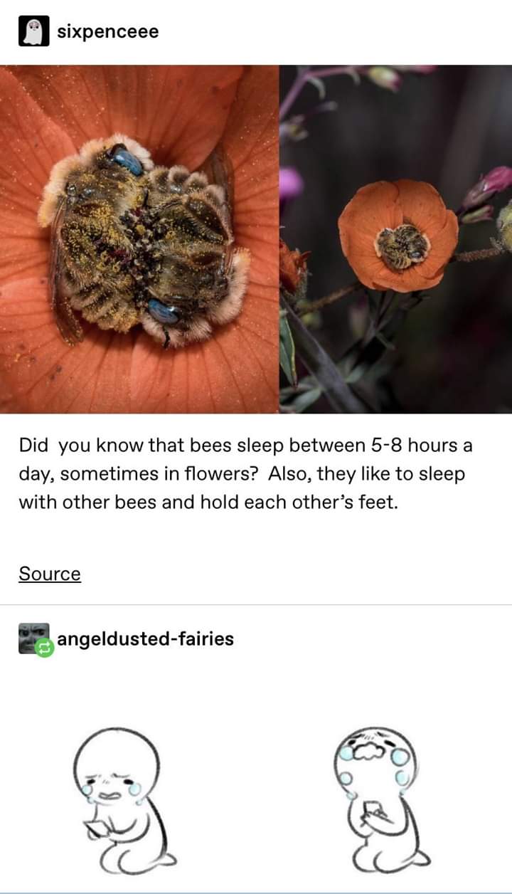 Bees are so freaking cute, BTW.