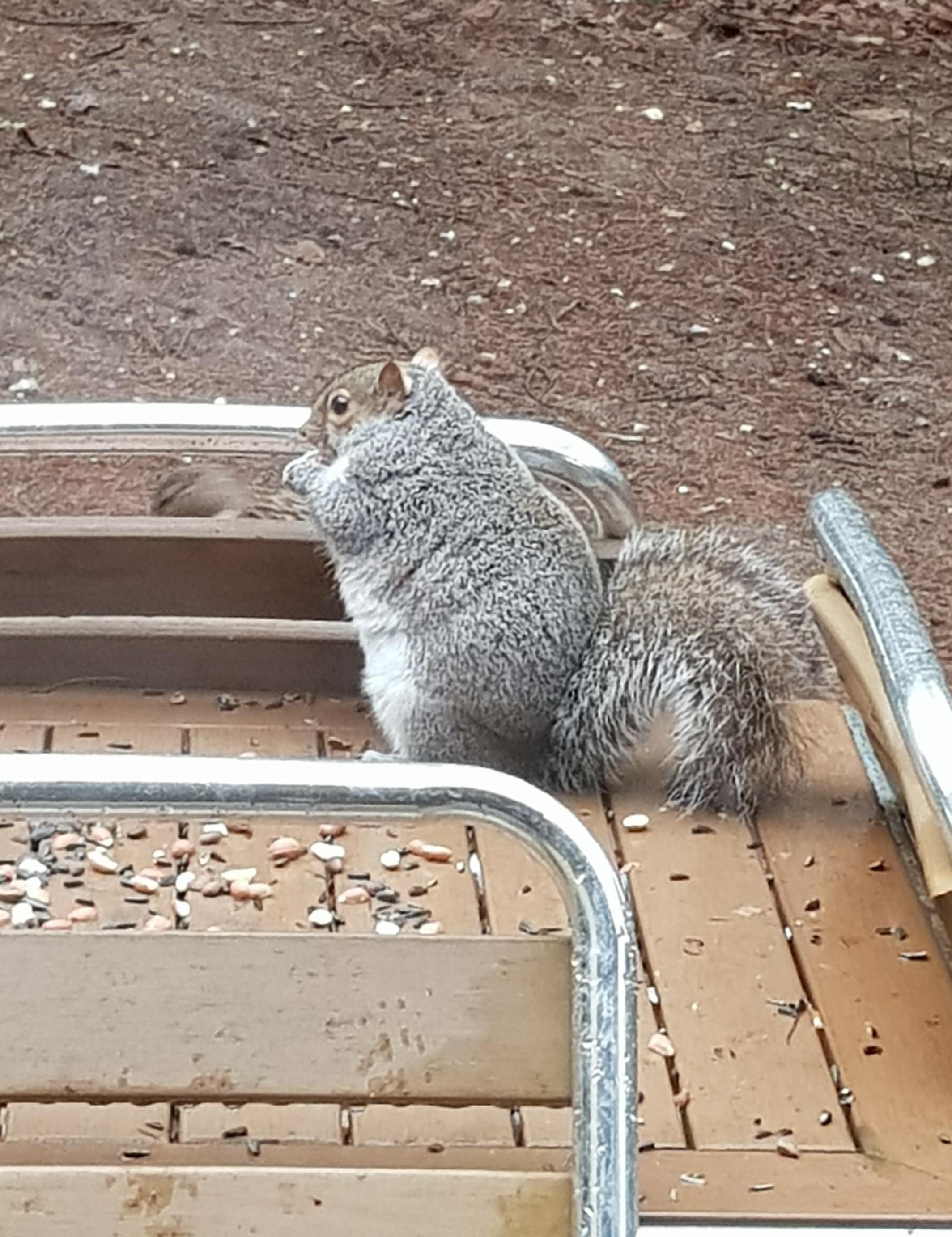 Found this absolute unit is having a good winter, presently.