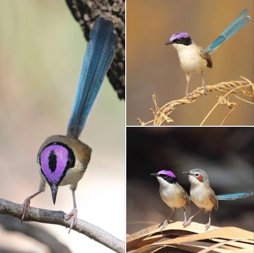 The purple-crowned fairy wren, AKA the Bird of Sauron.