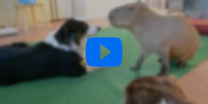 Capybara meets Dog