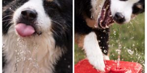 A+dogs+relationship+with+water+is+complicated.