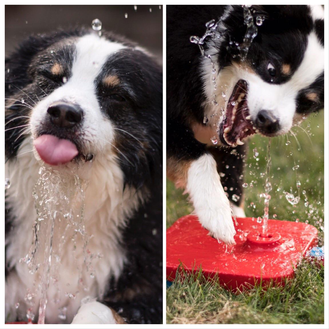 A dogs relationship with water is complicated.