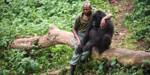 Man sits by this gorilla after its mother died