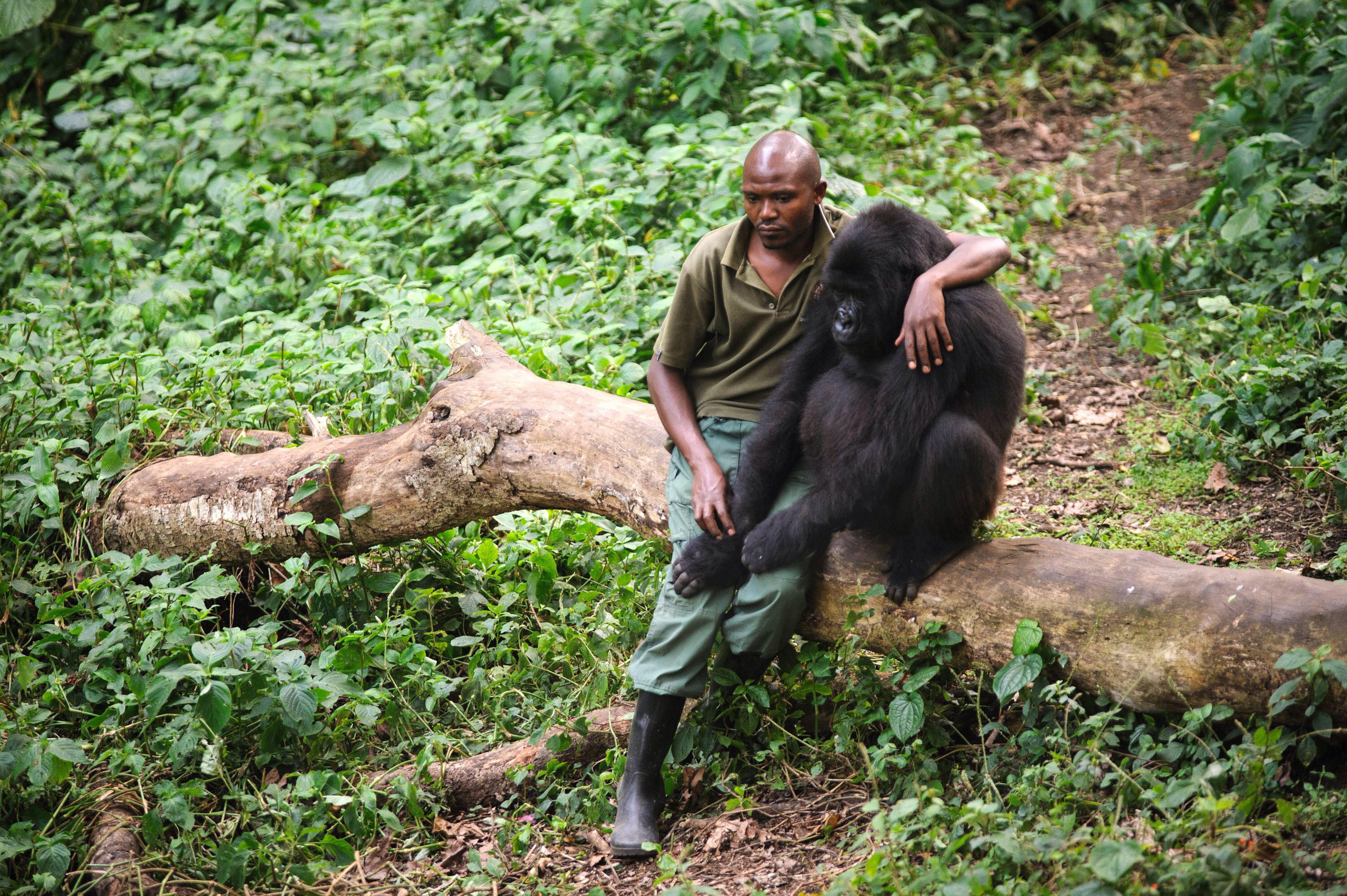 Man sits by this gorilla after its mother died