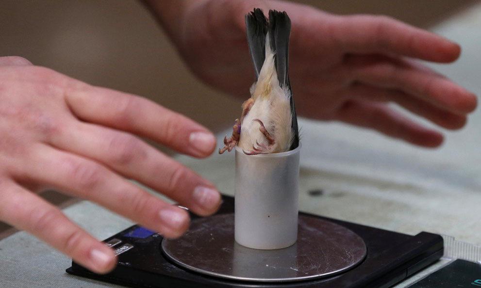 How zoologists weigh the bird.