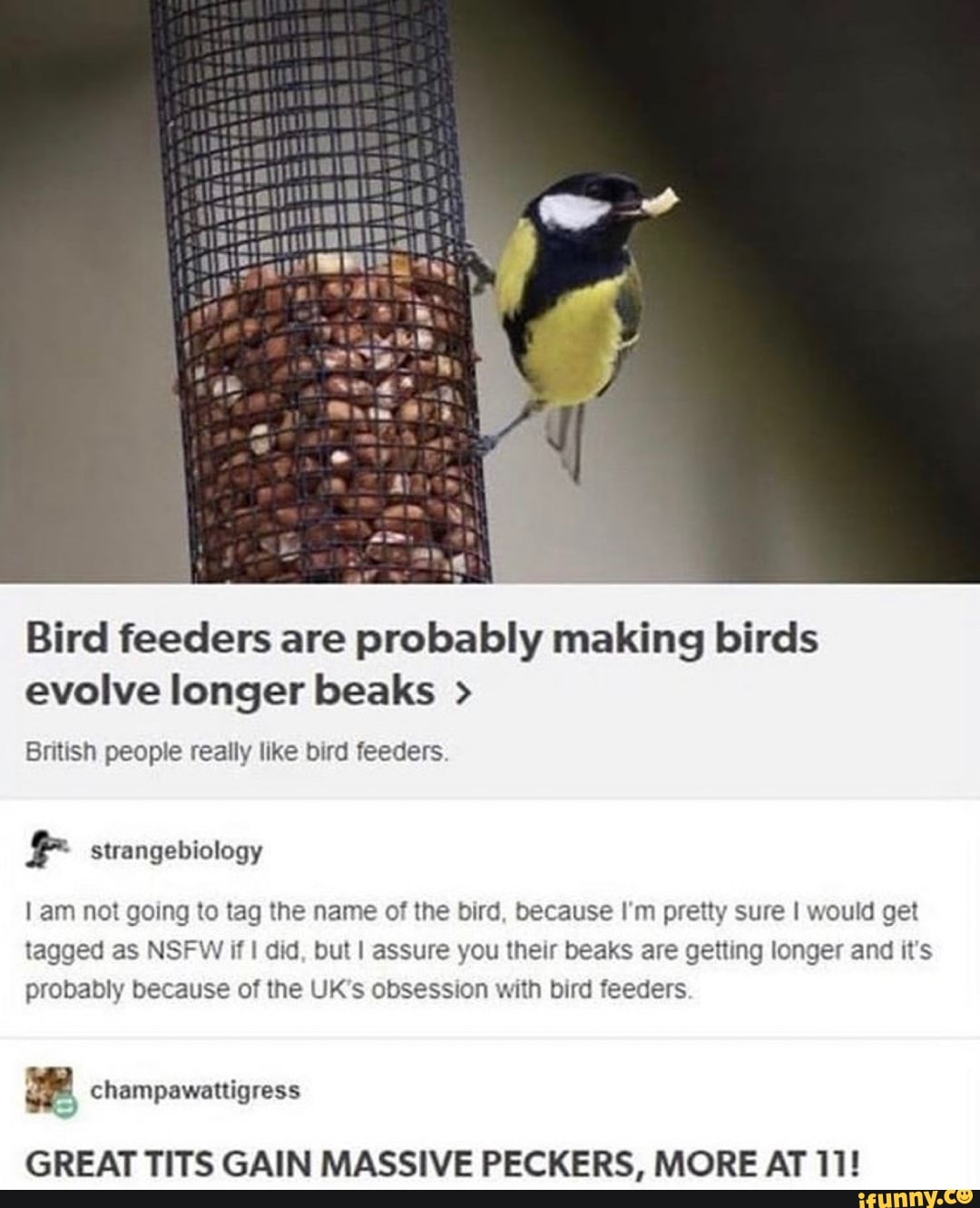 Great Tit!