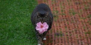 She’s realised that flower gifts are better than mice