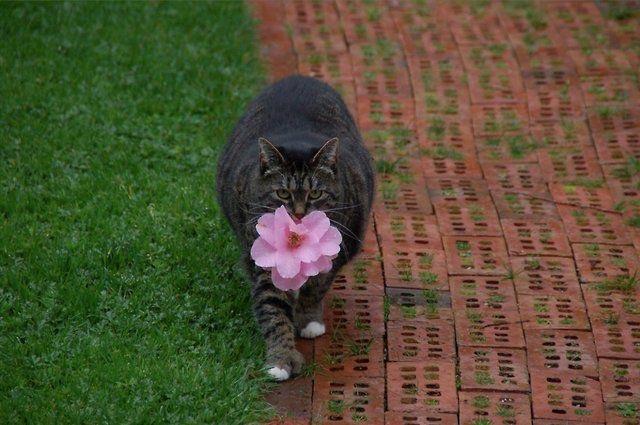 She's realised that flower gifts are better than mice