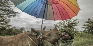 When a 1.5 year old black rhino called Kilifi wants boops, you boop.