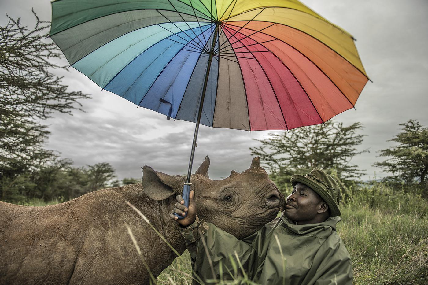 When a 1.5 year old black rhino called Kilifi wants boops, you boop.