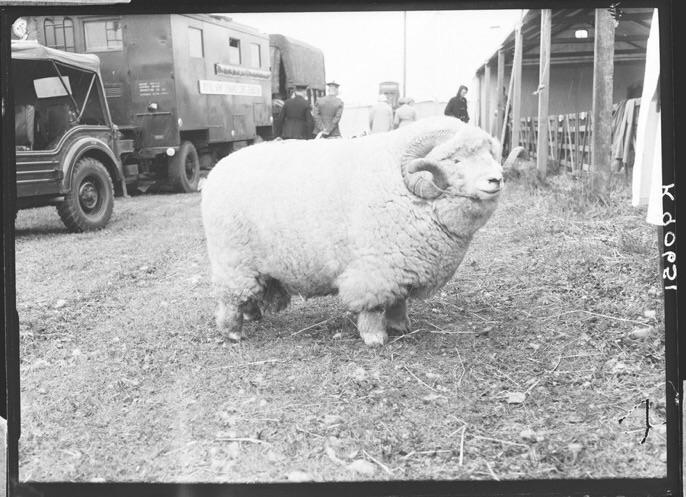 This ram is an absolute unit