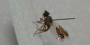 The G. Tridens fruit fly has evolved to have pictures of ants on its wings