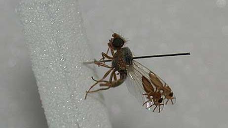 The G. Tridens fruit fly has evolved to have pictures of ants on its wings