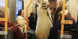 Subway Llama doesn’t want no ddrama.