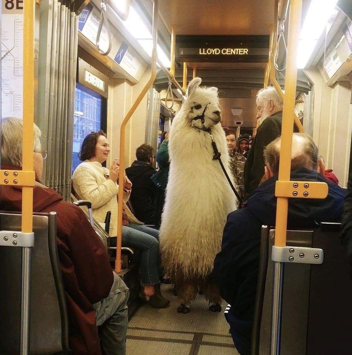 Subway Llama doesn't want no ddrama.