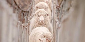 This little lamb stopped the march of an endless line of sheep experienced at the crossing – Santa Cruz, Patagonia