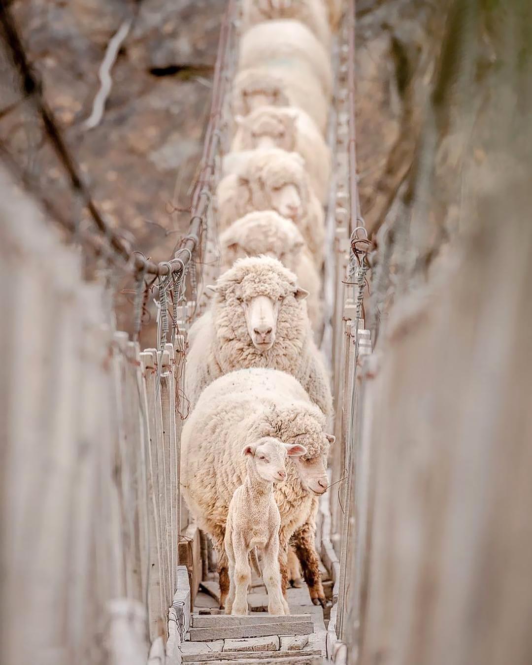 This little lamb stopped the march of an endless line of sheep experienced at the crossing - Santa Cruz, Patagonia