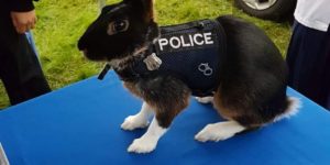 Police bun has hops.