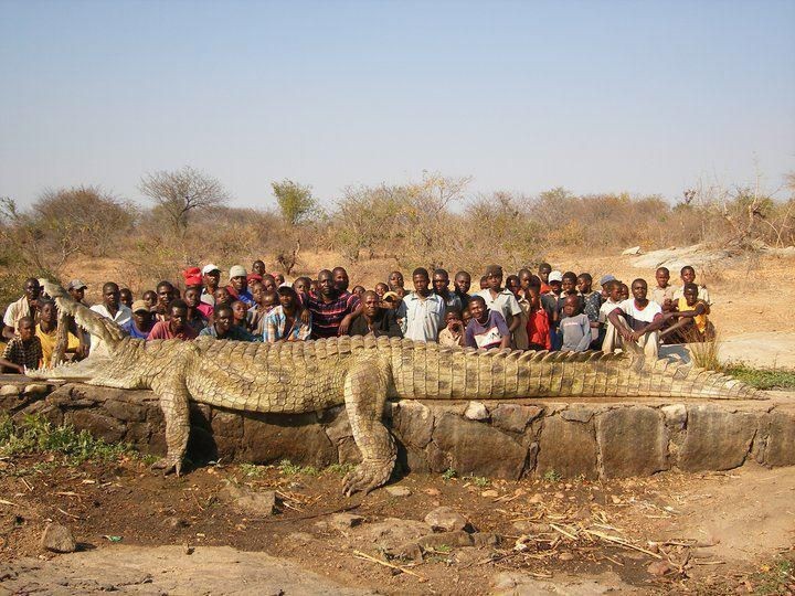 A village on the Niger River in Africa was losing villagers at such a rapid rate they had to call in the Army to hunt down the culprit: a 22-foot, 2500-pound crocodile.