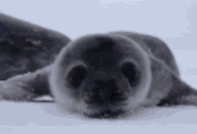 Baby seal boops are best boops.