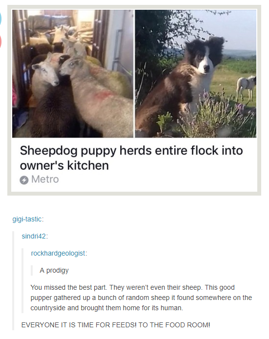 Can I keep them? - Sheep Doggo