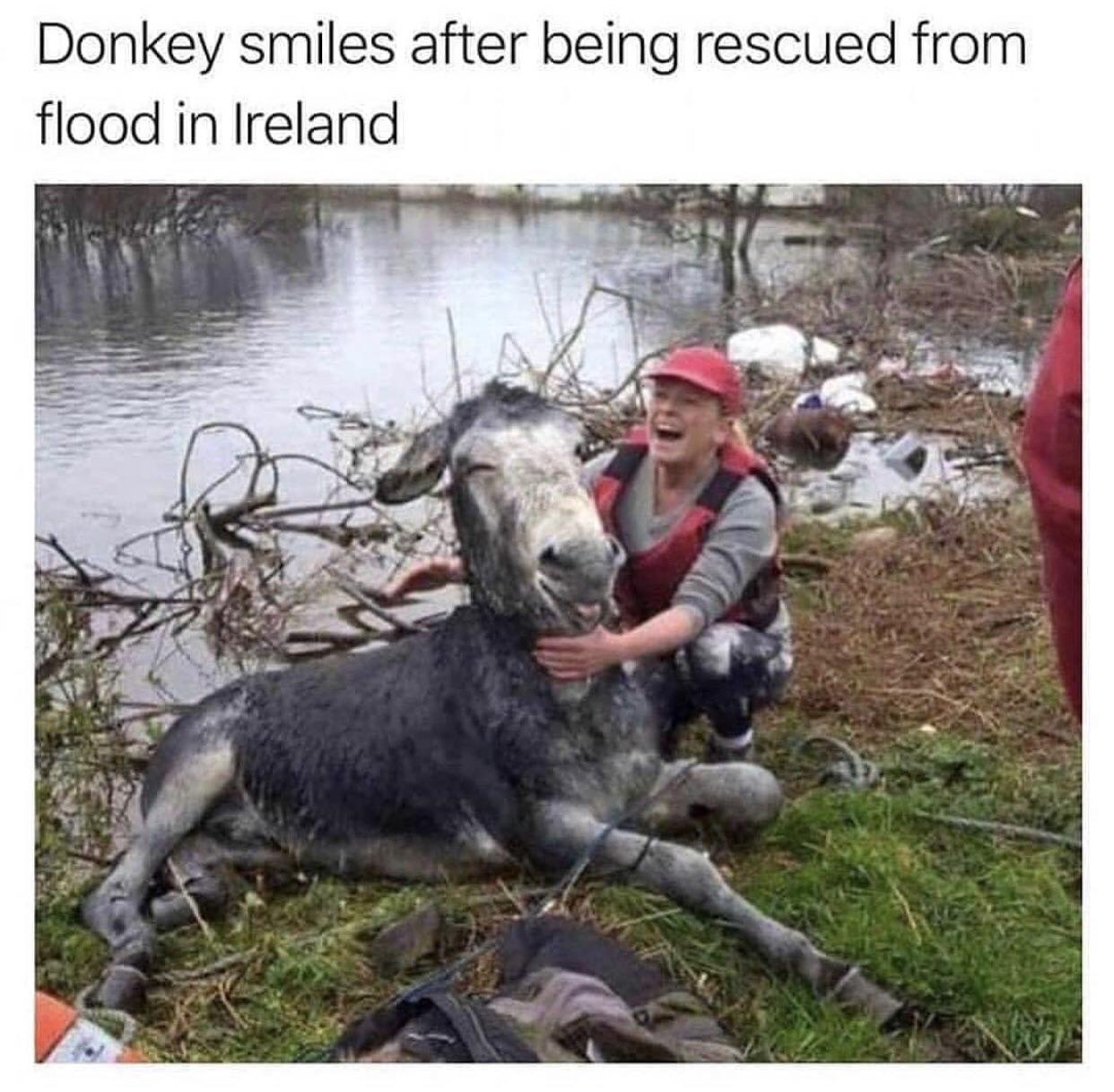 Check this sexy lifeguard. - Donkey, probably. 