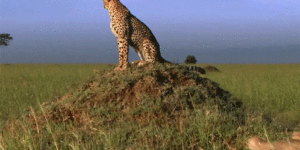 why they can’t just go around… – momma cheetah, probably.