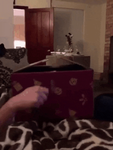 ðŸŽµ It's my cat in a box...