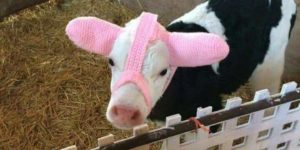 Irish farmer knits ear warmers for calves during the cold months.